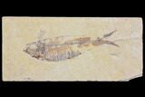 Bargain Fossil Fish (Knightia) - Wyoming #150599-1